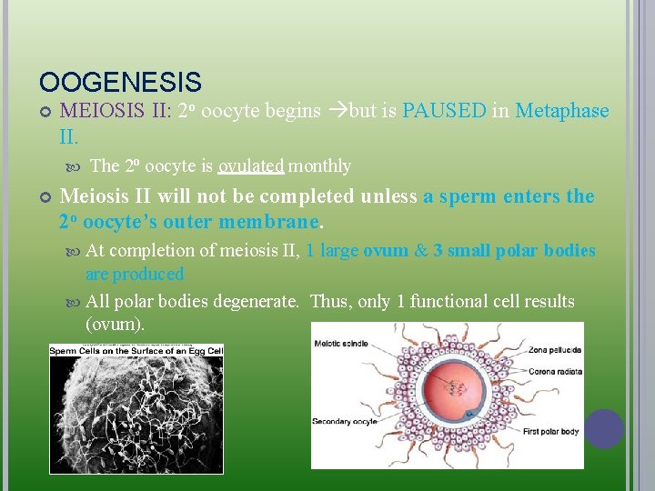 OOGENESIS MEIOSIS II: 2 o oocyte begins but is PAUSED in Metaphase II. The