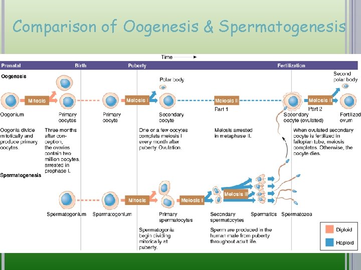 Comparison of Oogenesis & Spermatogenesis 