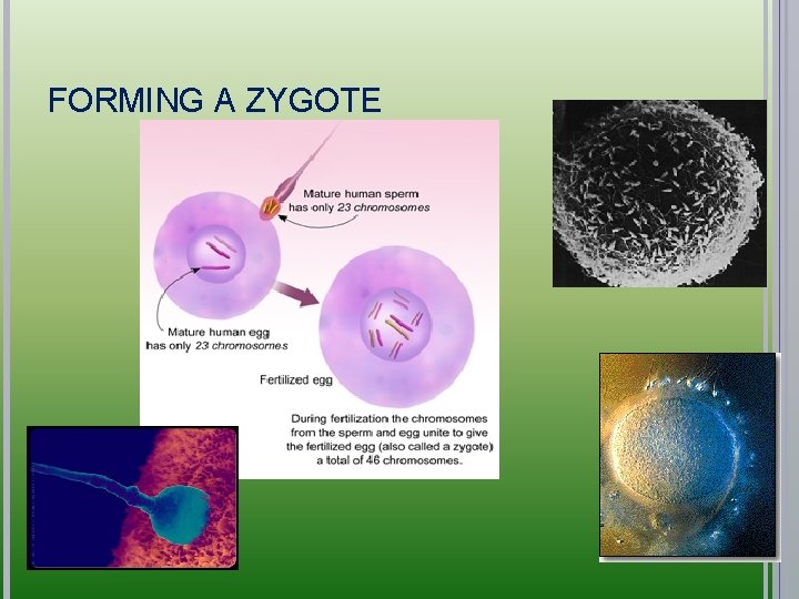 FORMING A ZYGOTE 