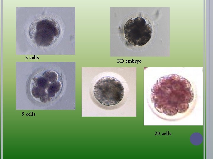 2 cells 3 D embryo 5 cells 20 cells 