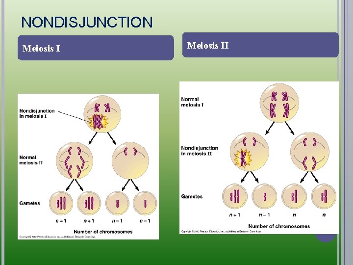 NONDISJUNCTION Meiosis II 