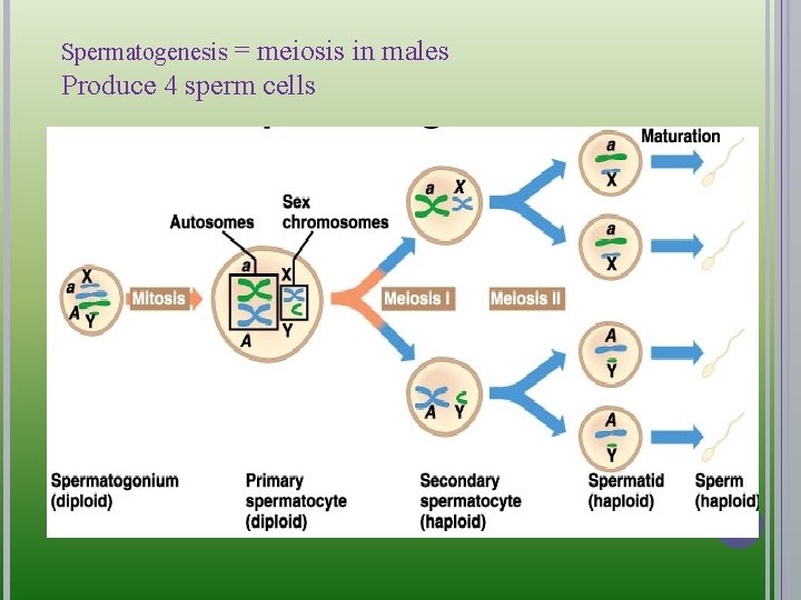 Spermatogenesis = meiosis in males Produce 4 sperm cells 