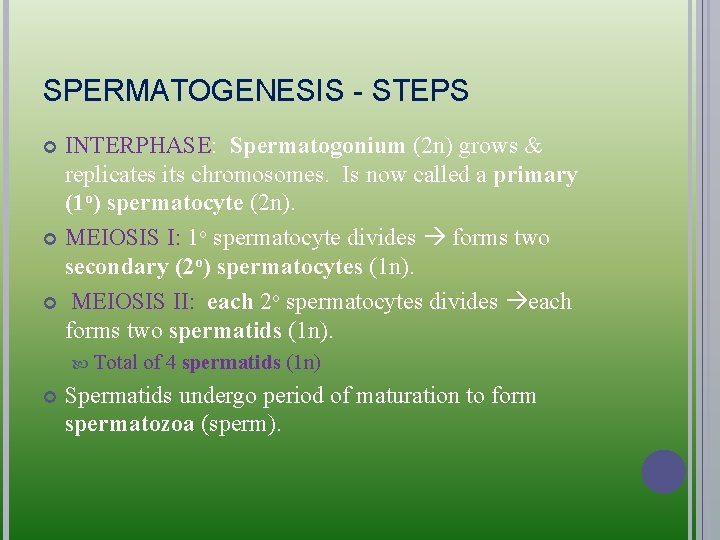 SPERMATOGENESIS - STEPS INTERPHASE: Spermatogonium (2 n) grows & replicates its chromosomes. Is now