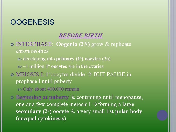OOGENESIS BEFORE BIRTH INTERPHASE: Oogonia (2 N) grow & replicate chromosomes developing into primary