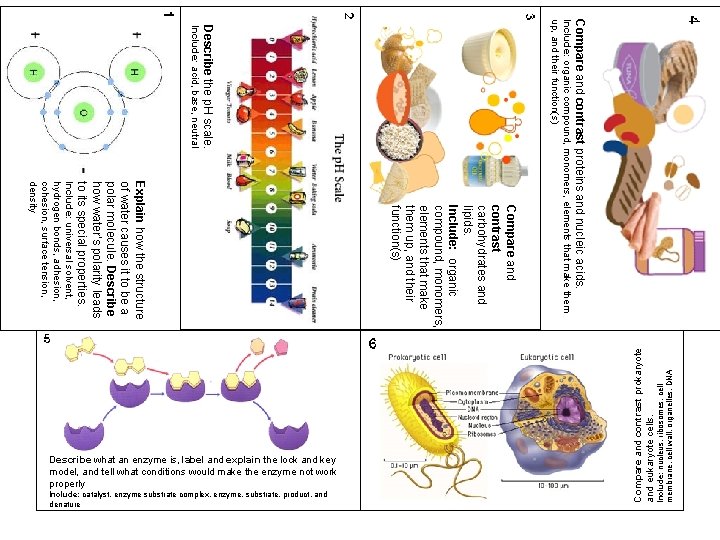 Include: nucleus, ribosomes, cell membrane, cell wall, organelles, DNA Compare and contrast prokaryote and