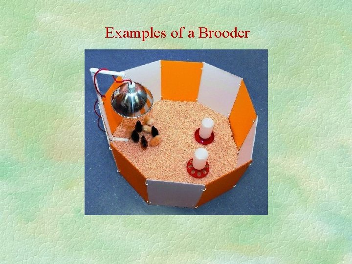 Brooder Examples What are your thoughts on these pictures Is