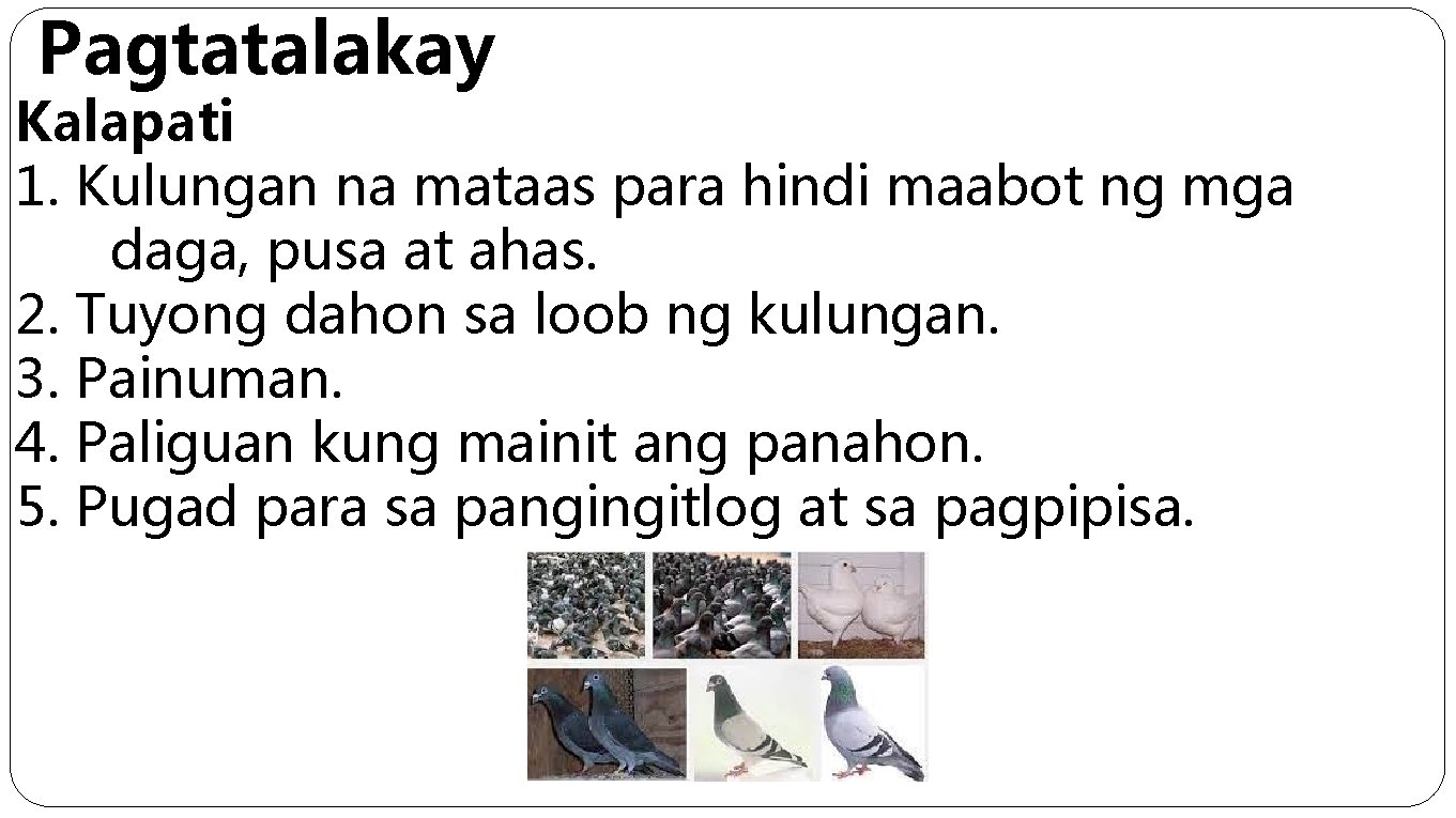 Pagtatalakay Kalapati 1. Kulungan na mataas para hindi maabot ng mga daga, pusa at