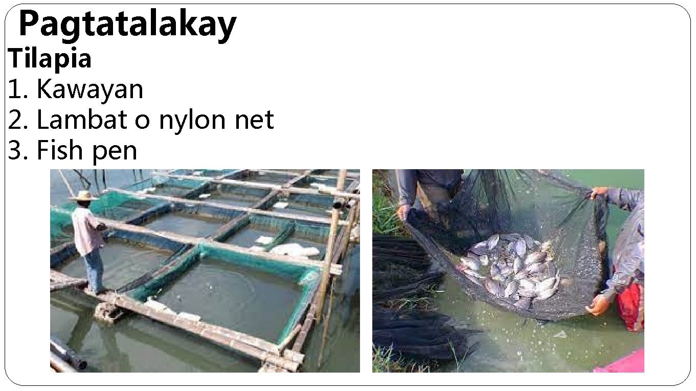 Pagtatalakay Tilapia 1. Kawayan 2. Lambat o nylon net 3. Fish pen 