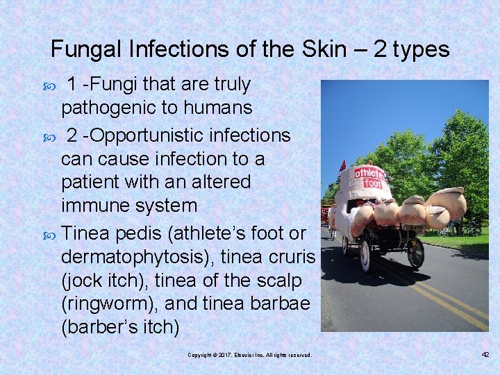 Fungal Infections of the Skin – 2 types 1 -Fungi that are truly pathogenic