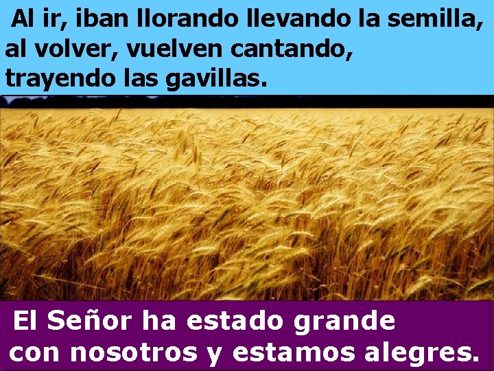 Al ir, iban llorando llevando la semilla, al volver, vuelven cantando, trayendo las gavillas.