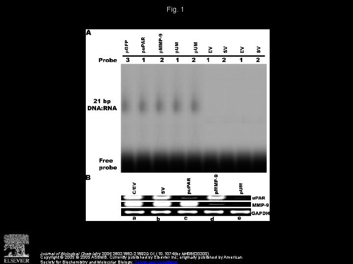 Fig. 1 Journal of Biological Chemistry 2005 28021882 -21892 DOI: (10. 1074/jbc. M 408520200)