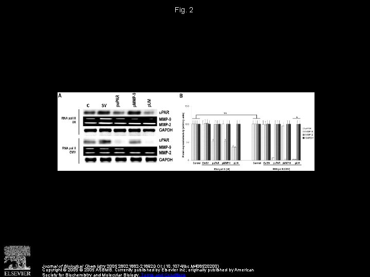 Fig. 2 Journal of Biological Chemistry 2005 28021882 -21892 DOI: (10. 1074/jbc. M 408520200)