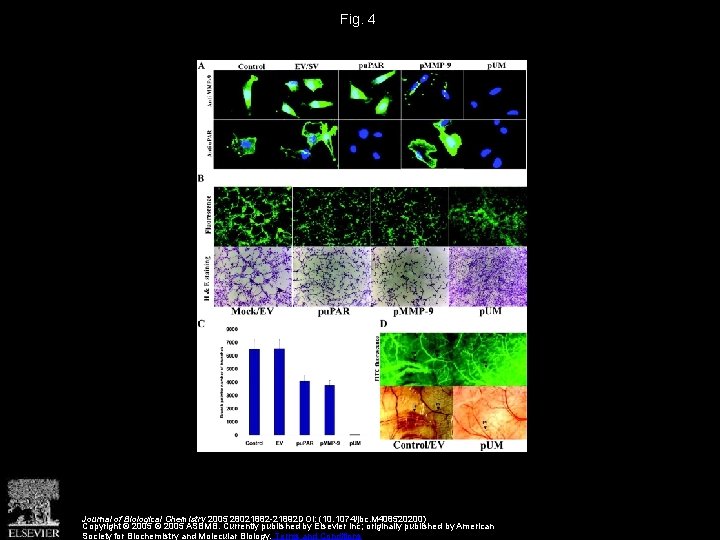 Fig. 4 Journal of Biological Chemistry 2005 28021882 -21892 DOI: (10. 1074/jbc. M 408520200)