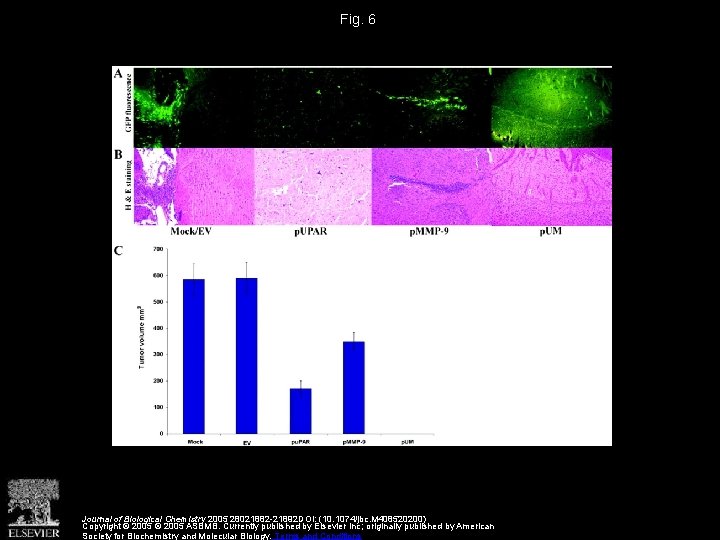 Fig. 6 Journal of Biological Chemistry 2005 28021882 -21892 DOI: (10. 1074/jbc. M 408520200)