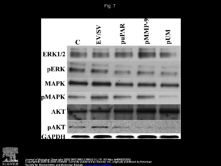 Fig. 7 Journal of Biological Chemistry 2005 28021882 -21892 DOI: (10. 1074/jbc. M 408520200)