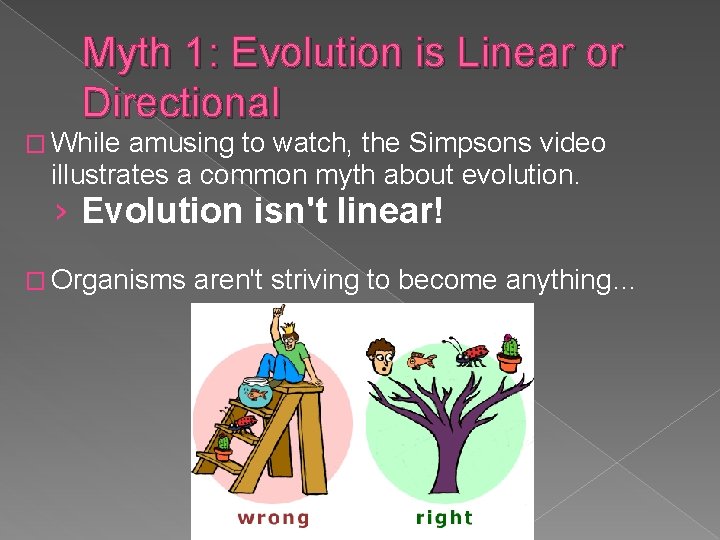 Myth 1: Evolution is Linear or Directional � While amusing to watch, the Simpsons