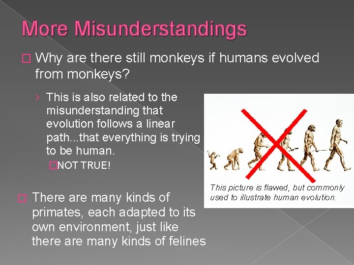 More Misunderstandings � Why are there still monkeys if humans evolved from monkeys? ›