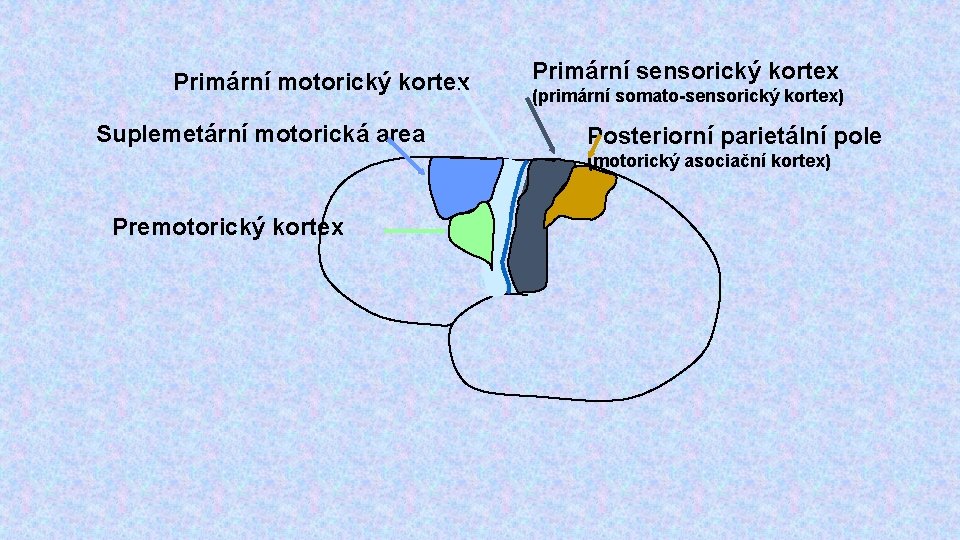 Primární motorický kortex Suplemetární motorická area Primární sensorický kortex (primární somato-sensorický kortex) Posteriorní parietální
