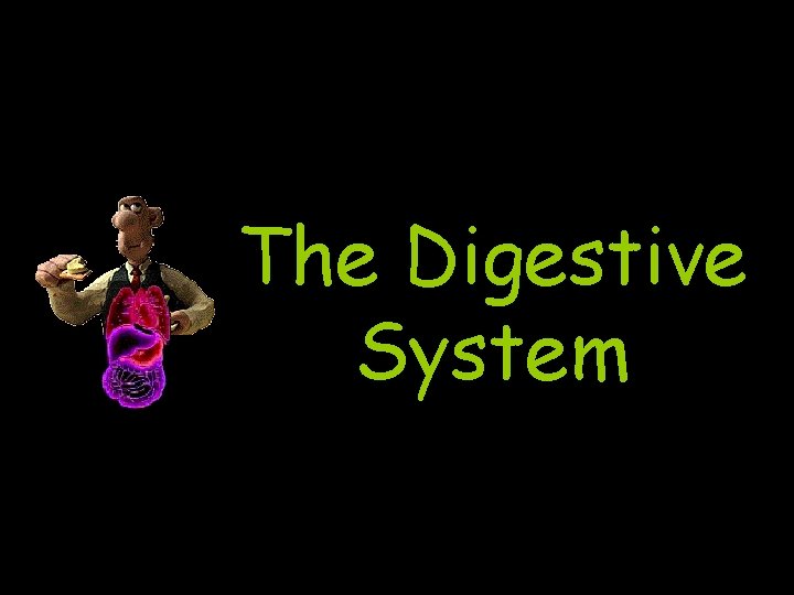 The Digestive System 