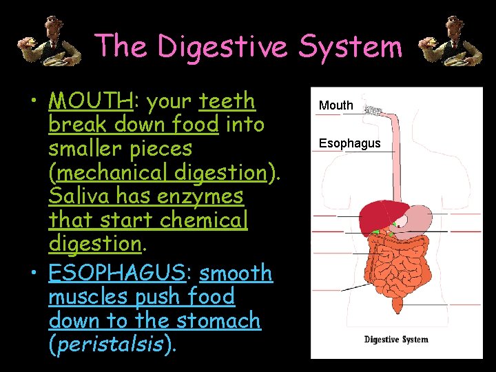 The Digestive System • MOUTH: your teeth break down food into smaller pieces (mechanical