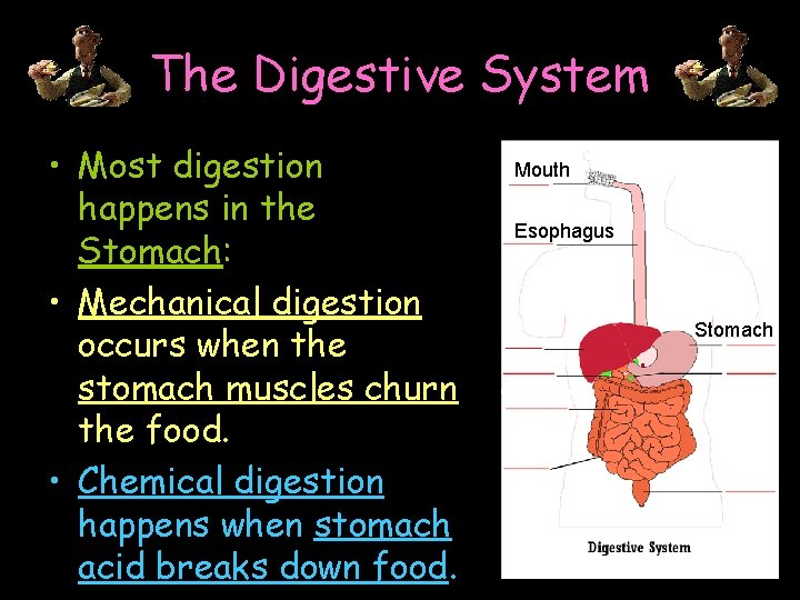 The Digestive System • Most digestion happens in the Stomach: • Mechanical digestion occurs