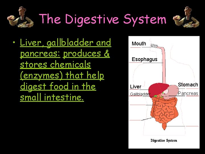 The Digestive System • Liver, gallbladder and pancreas: produces & stores chemicals (enzymes) that