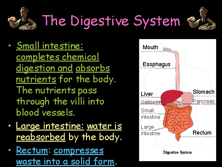 The Digestive System • Small intestine: completes chemical digestion and absorbs nutrients for the