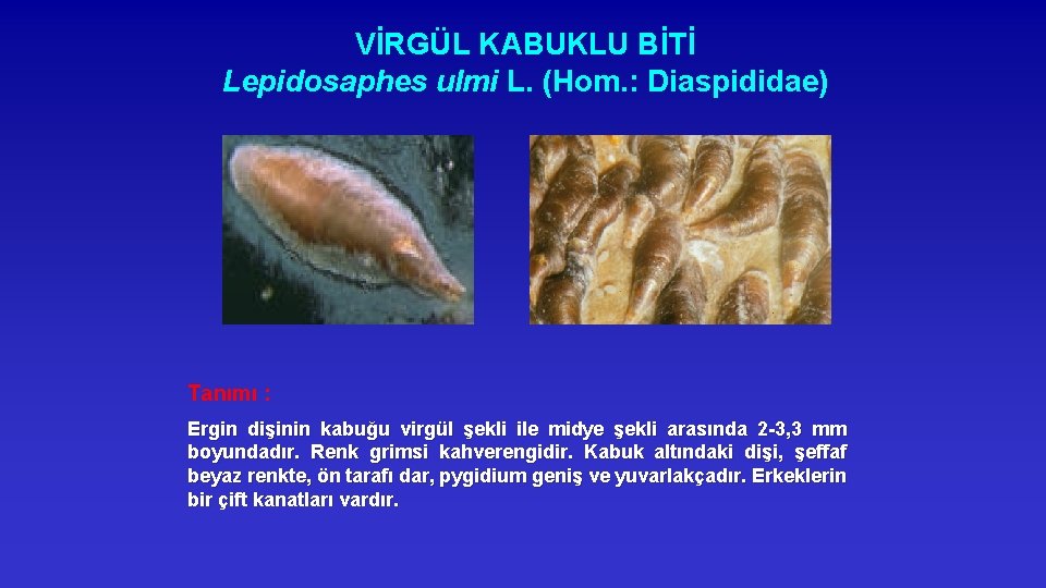 VİRGÜL KABUKLU BİTİ Lepidosaphes ulmi L. (Hom. : Diaspididae) Tanımı : Ergin dişinin kabuğu
