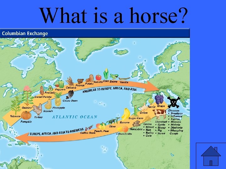 What is a horse? 