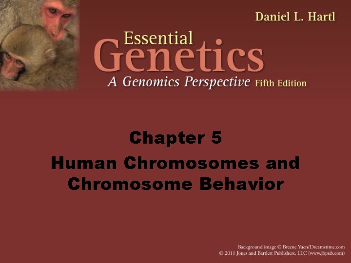 Chapter 5 Human Chromosomes and Chromosome Behavior 