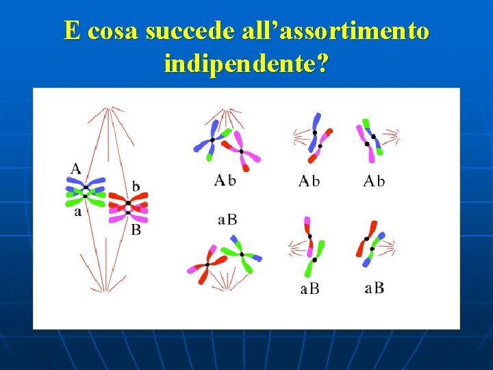 E cosa succede all’assortimento indipendente? 