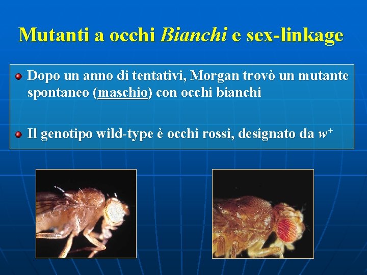 Mutanti a occhi Bianchi e sex-linkage Dopo un anno di tentativi, Morgan trovò un