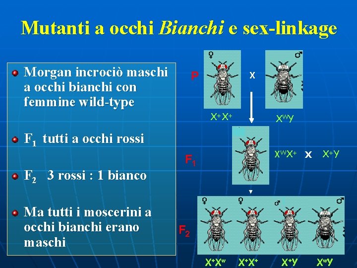 Mutanti a occhi Bianchi e sex-linkage Morgan incrociò maschi a occhi bianchi con femmine