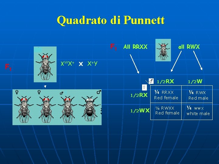 Quadrato di Punnett F 1 All RRXX all RWX XW X + X X