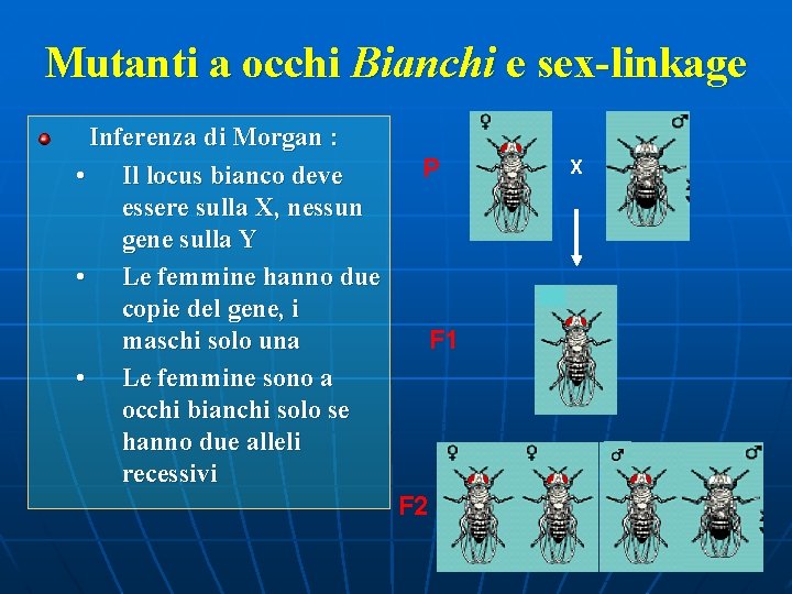 Mutanti a occhi Bianchi e sex-linkage Inferenza di Morgan : • Il locus bianco