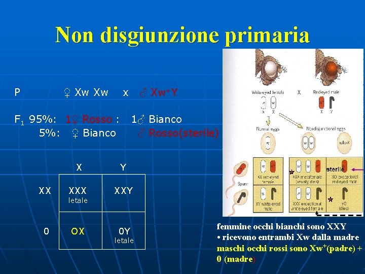 Non disgiunzione primaria P ♀ Xw Xw x F 1 95%: 1♀ Rosso :