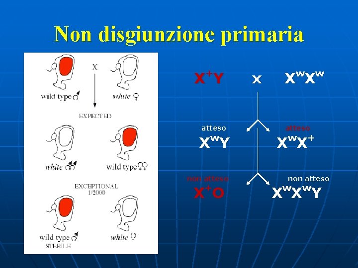 Non disgiunzione primaria X +Y atteso X w. Y non atteso X +O x