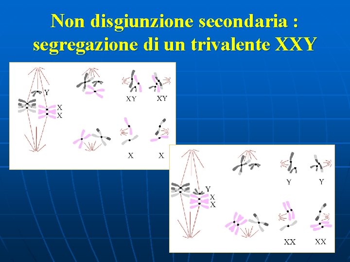 Non disgiunzione secondaria : segregazione di un trivalente XXY 