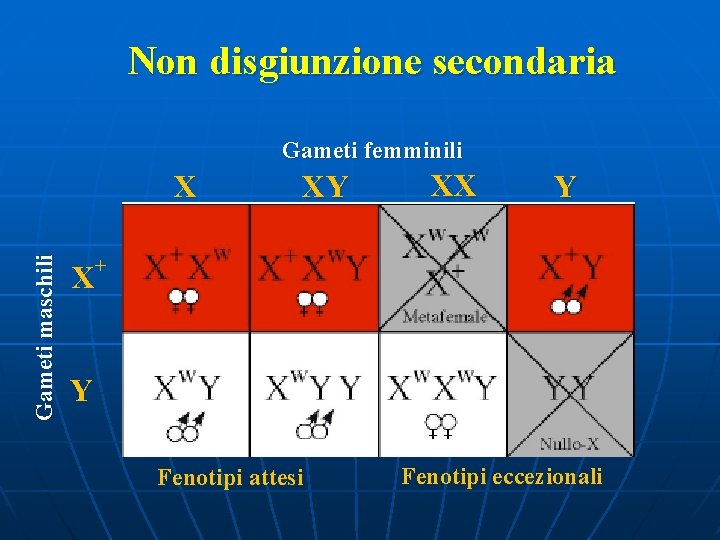 Non disgiunzione secondaria Gameti femminili Gameti maschili X XY XX Y + X Y