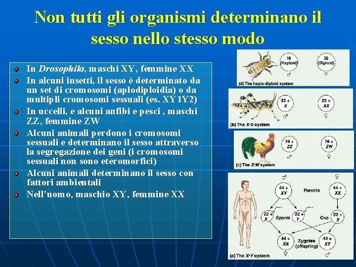 Non tutti gli organismi determinano il sesso nello stesso modo In Drosophila, maschi XY,