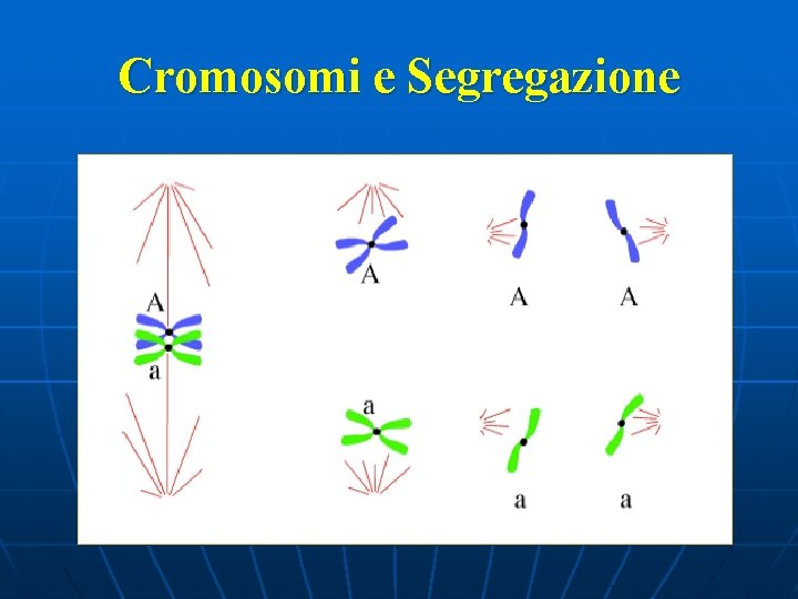 Cromosomi e Segregazione 