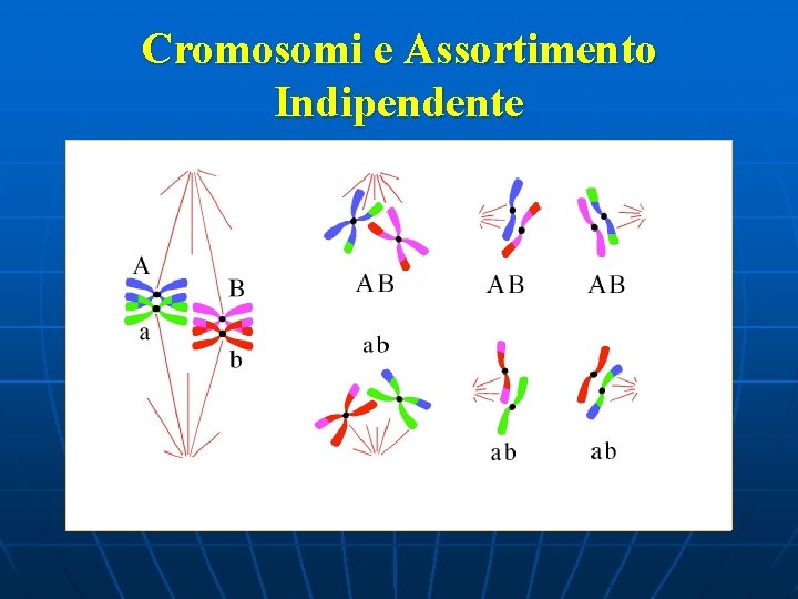 Cromosomi e Assortimento Indipendente 