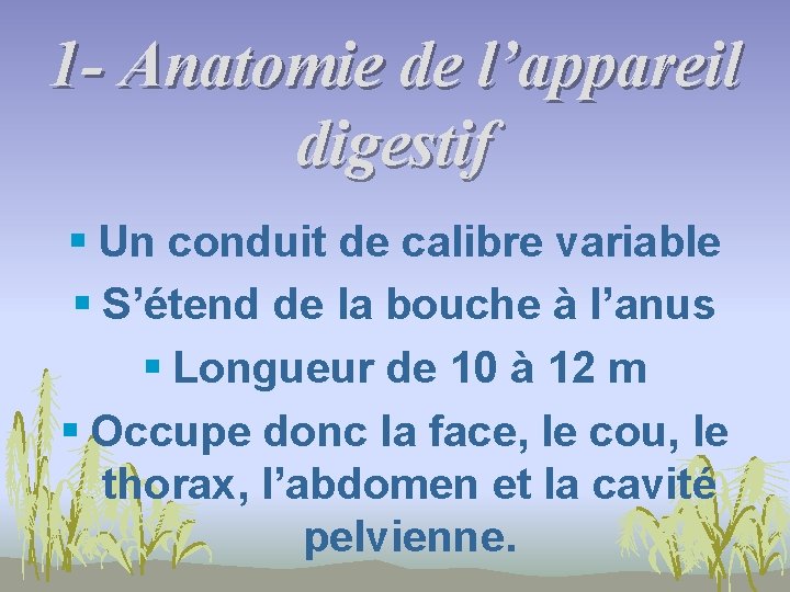 1 - Anatomie de l’appareil digestif § Un conduit de calibre variable § S’étend