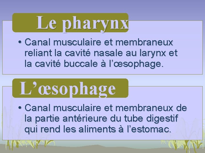 Le pharynx • Canal musculaire et membraneux reliant la cavité nasale au larynx et