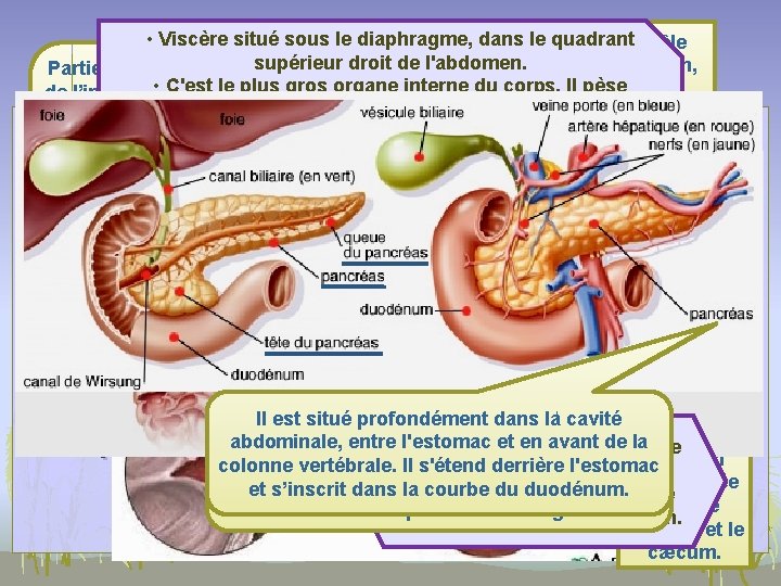  • Viscère situé sous le diaphragme, dans de le quadrant Partie médiane l’intestin