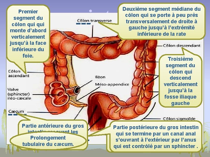 Le gros intestin Premier segment du côlon qui monte d’abord verticalement jusqu’à la face