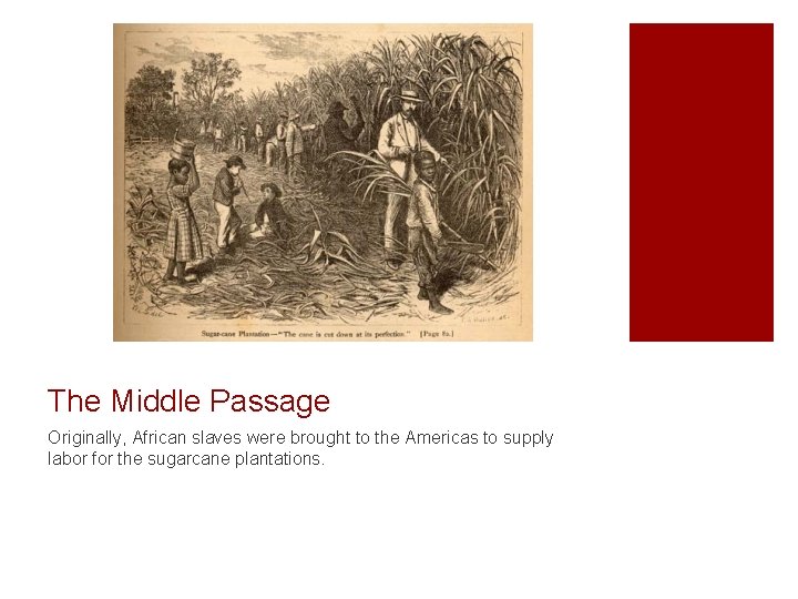 The Middle Passage Originally, African slaves were brought to the Americas to supply labor