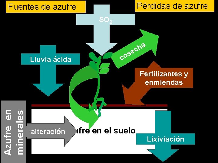 Pérdidas de azufre Fuentes de azufre SO 2 a h c Lluvia ácida c