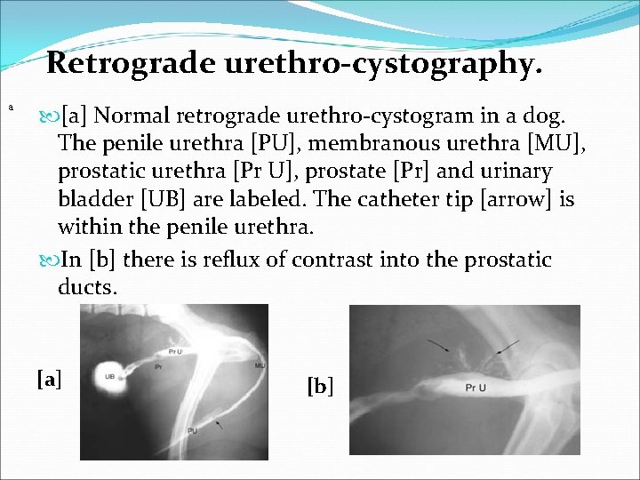 Retrograde urethro-cystography. a [a] Normal retrograde urethro-cystogram in a dog. The penile urethra [PU],