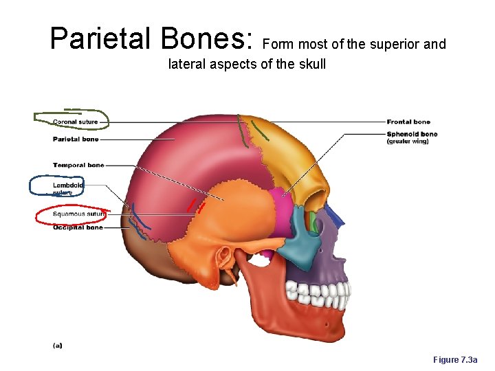 Parietal Bones: Form most of the superior and lateral aspects of the skull Figure